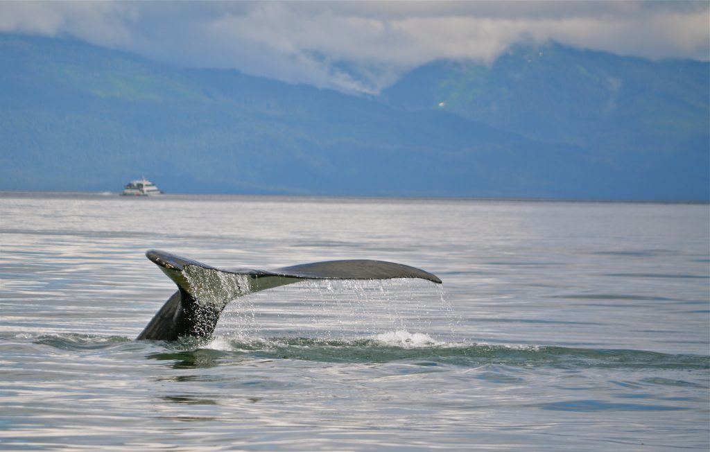 Our whale watching tour was amazing. When we got back to shore, Steve asked Ann, "So who did it feel to be in photographer's heaven?" 