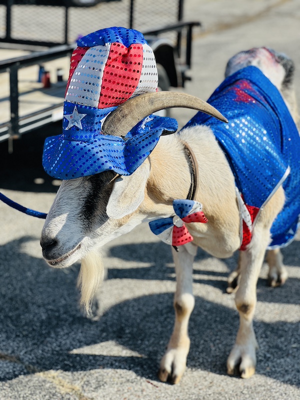 Gary the goat is patriotic!