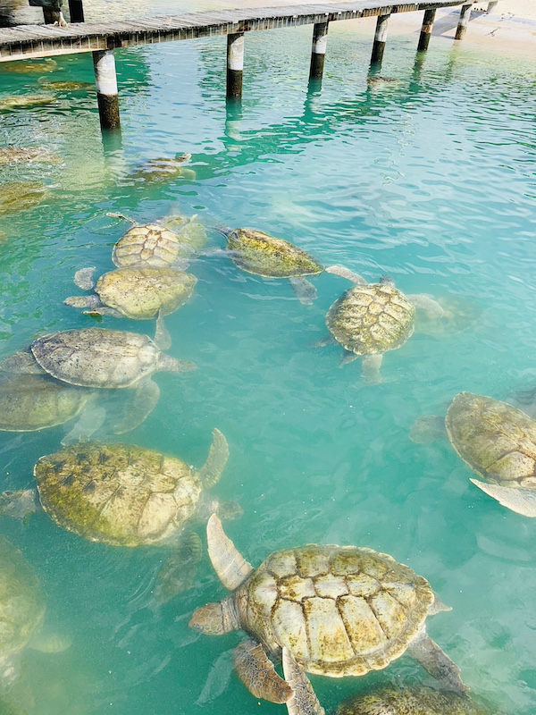 Grand Cayman turtles