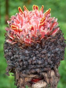 We loved exploring the rain forest and seeing the incredible plant life in Costa Rica. 