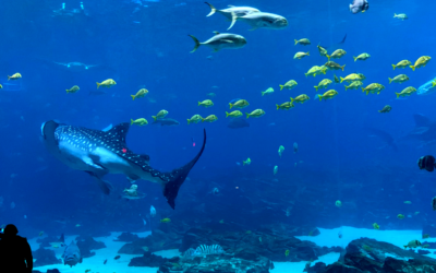 Swim with whale sharks and other tips for your visit to the Georgia Aquarium