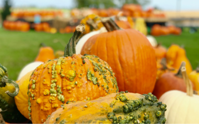 Pinter’s Gardens & Pumpkins near Decorah, Iowa